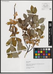 Foto von Salix hastata L.